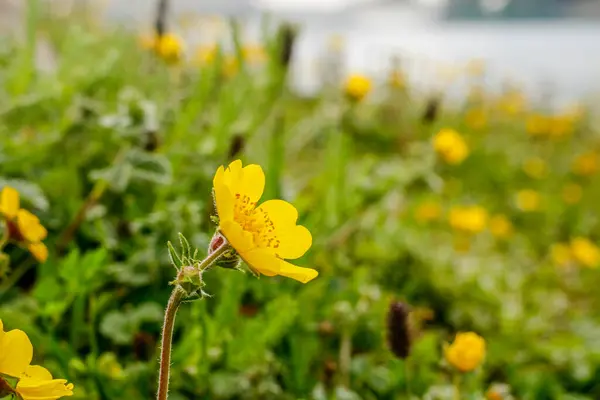 黄色の花クムラット渓谷美しい風景山の眺め — ストック写真