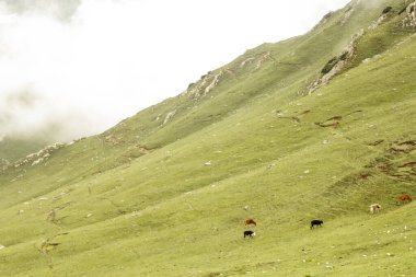 Kumrat Vadisi Güzel Manzara Dağları Manzarası