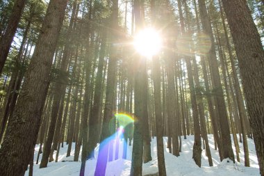Malam Jabba ve Kalam Swat Manzarası