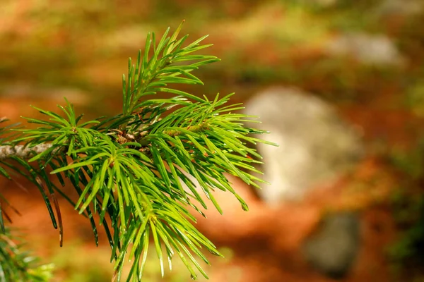 Leaves Closeup Kumrat Valley Beautiful Landscape Mountains View — Stock Photo, Image