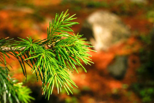 Leaves Closeup Kumrat Valley Beautiful Landscape Mountains View — Stock Photo, Image