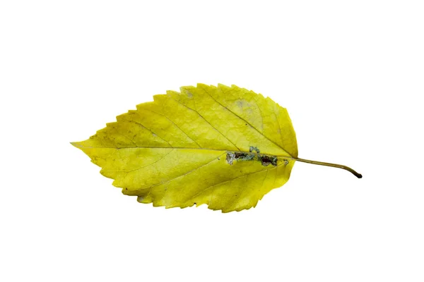 Beautiful Nature Green Leaf Different Type Background — Stock Photo, Image