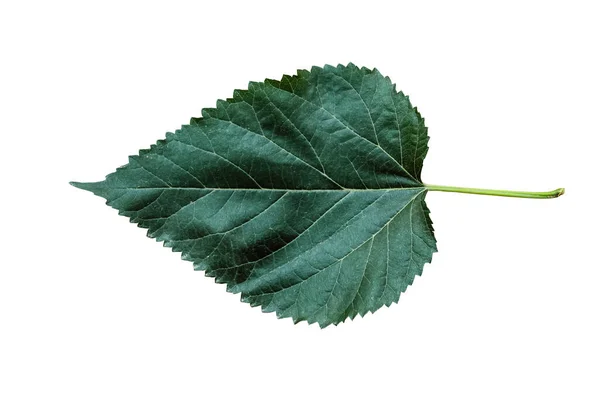 Природа Зеленого Leaf Различными Типами Фона — стоковое фото