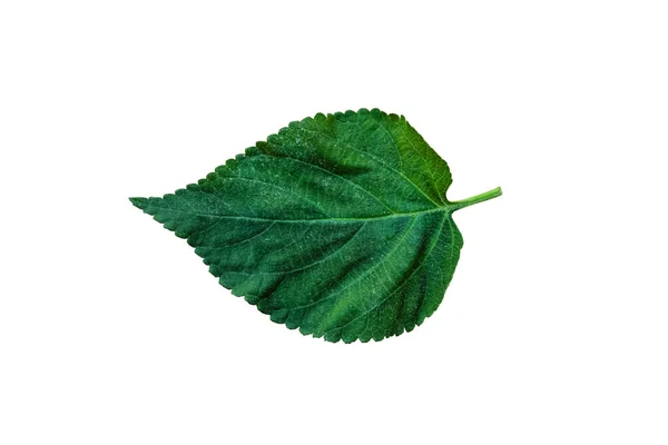 Beautiful Nature Green Leaf Διαφορετικούς Τύπους Φόντου — Φωτογραφία Αρχείου