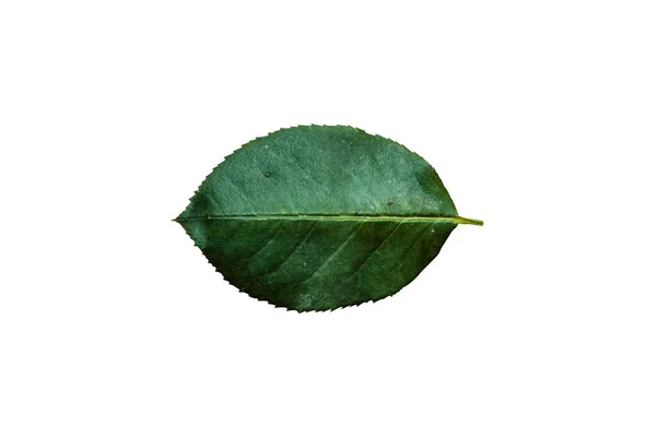 Beautiful Nature Green Leaf Διαφορετικούς Τύπους Φόντου — Φωτογραφία Αρχείου