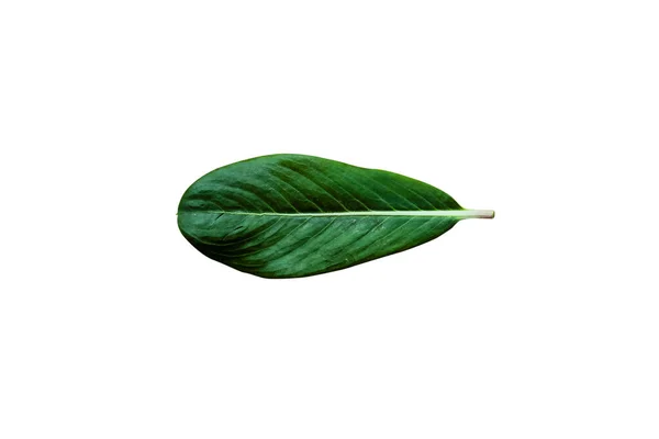 Beautiful Nature Green Leaf Διαφορετικούς Τύπους Φόντου — Φωτογραφία Αρχείου