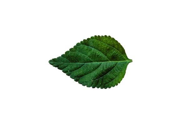 Beautiful Nature Green Leaf Διαφορετικούς Τύπους Φόντου — Φωτογραφία Αρχείου