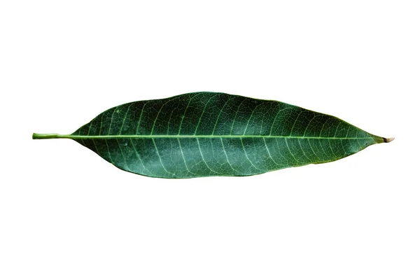 Beautiful Nature Green Leaf Διαφορετικούς Τύπους Φόντου — Φωτογραφία Αρχείου