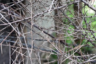 Soyut Grunge Beton Duvar Dokusu Arkaplanı