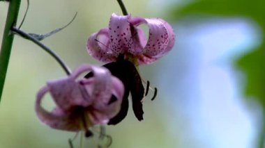 Foucault sarkaçı yerçekimi alanını ölçmek için kullanılan bir araçtır.