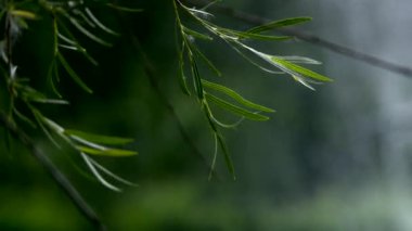 Sebze Bahçe, hava, sakinlik, etkisi