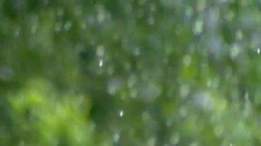 gevşeme, tefekkür, tozlaşma