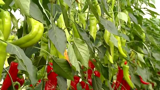 A pepper juicy is bright, useful — Stock Video