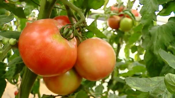 Tomatoes, grow, bed, vitamins, vegetarian — Stock Video