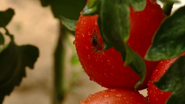 Pomidory, rosną, łóżko, witaminy, wegetariańskie — Wideo stockowe