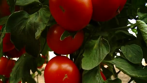 Tomatoes, grow, bed, vitamins, vegetarian — Stock Video