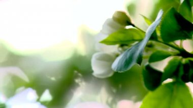 Ekoloji, doğa, resim, resim, boyalar