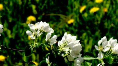 çiçekler, çevre, temizlik, ruh hali, üreme, tefekkür