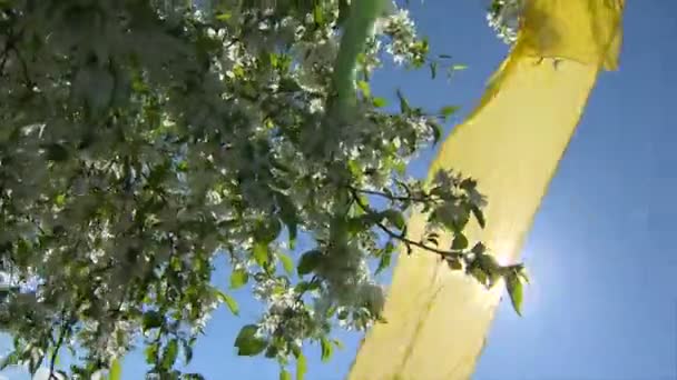 Naturaleza muerta, pastoral, armonía, fuerza — Vídeo de stock