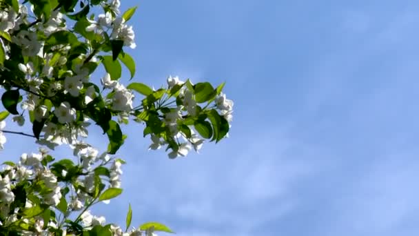 Ökologie, Natur, Malerei, Bild, Farben — Stockvideo