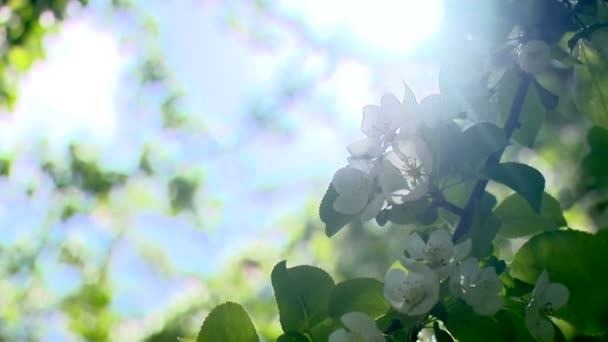 Ökologie, Natur, Malerei, Bild, Farben — Stockvideo