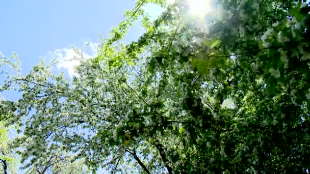 Ekologi, natur, måleri, bild, målar — Stockvideo