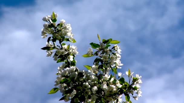 Färger, ögonblickar, blommor, miljö — Stockvideo