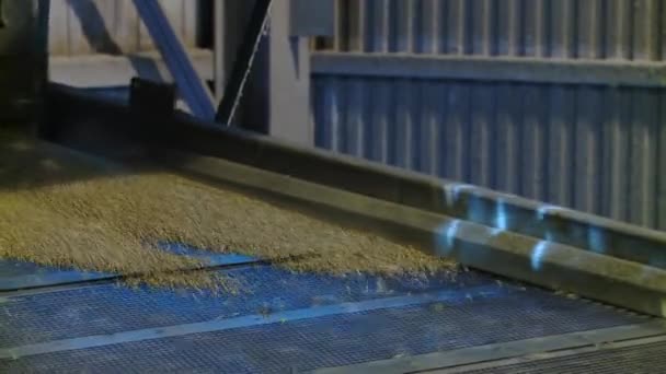 Maschinelle Verarbeitung Von Getreide — Stockvideo