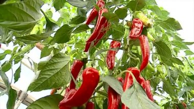 Güzellik, doğru seçim, yemek, çimlenme