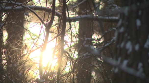 秘境旅行 松の木 針葉樹 — ストック動画