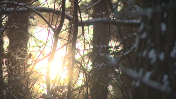 Bosque Viaje Inexplorado Pinos Coníferas — Vídeo de stock