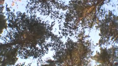 Orman, keşfedilmemiş gezi, çam ağaçları, iğne yapraklı