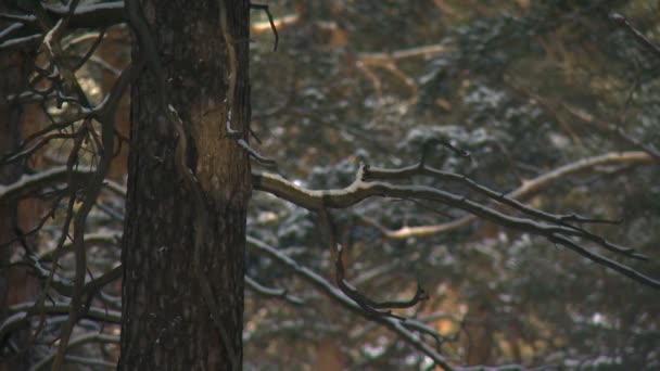 Wald Ausflug Unerforscht Kiefern Nadelbäume — Stockvideo