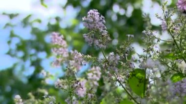 doğa, yeni, Bahçe, forest.rest
