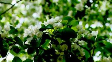 Ağaç baharda, hava şartlarında açar. element, bahar