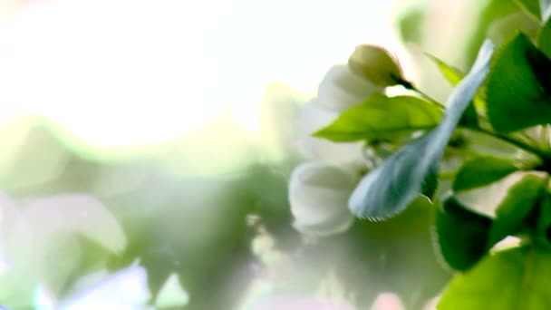 Jardín Manzanos Floreciendo Primavera — Vídeo de stock