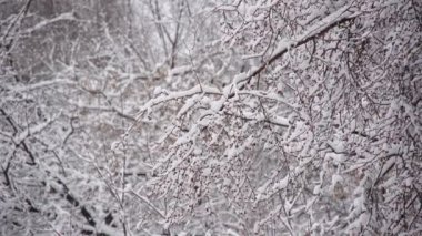 Kış parkında ağaçların dallarına kar yağar