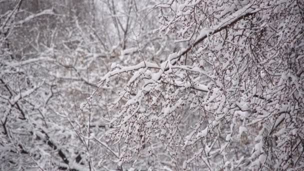 Сніг Гілках Дерев Зимовому Парку — стокове відео