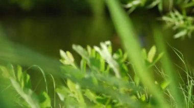 alan İkincisi, dakika, anlık, segment