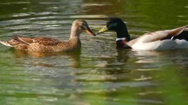 Foucault sarkaçı yerçekimi alanını ölçmek için kullanılan bir araçtır.