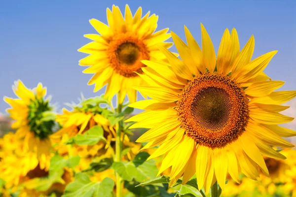 Sonnenblume auf dem Feld — Stockfoto