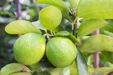 Ihlamur ağacı ve taze yeşil limes limon bahçesinde dalı