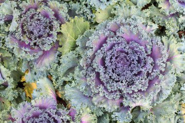 Kırmızı lahana tarım alanları. Kırmızı lahana kapatın. Kırmızı lahana doku, taze kırmızı lahana, organik sebze.