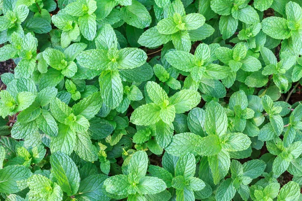 Cocina Menta, Marsh Hierbas de menta en huerta para el fondo y el diseño. Primeros planos hojas verdes de la cocina menta . —  Fotos de Stock