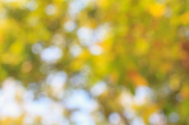 Doğal Bokeh. Metin veya resim kopyalama yeri olan arka plan ve tasarım için bulanık bokeh.