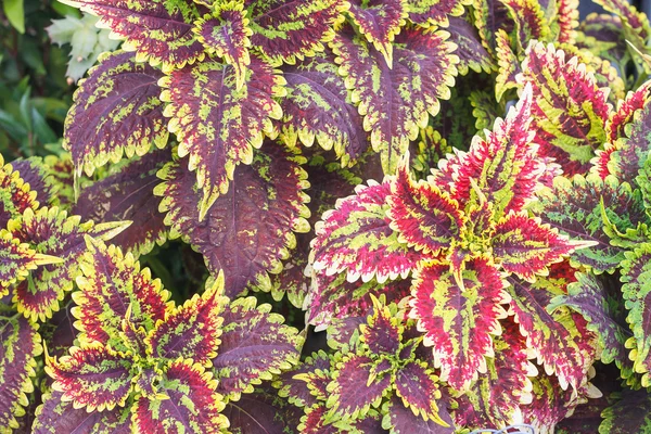 Coleus atau Painted Nettle untuk latar belakang dan desain dengan ruang fotokopi untuk teks atau gambar . — Stok Foto