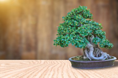 Bonsai ağacı ahşap zemin ve tasarım için ahşap arka plan bulanık seramik bir tencerede.