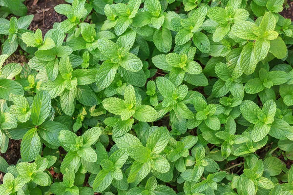 厨房薄荷，沼泽薄荷草药在菜园，背景和设计. — 图库照片