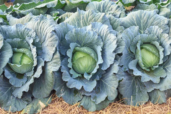 Col grande en el jardín, Col verde textura, Col fresca, verduras orgánicas . —  Fotos de Stock