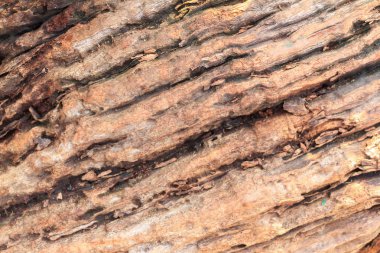 Doku doğa ahşap arka plan closeup tasarımı için.